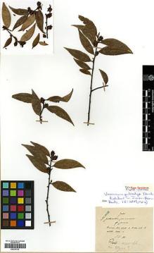 Type specimen at Edinburgh (E). Maire, Edouard-Ernest: . Barcode: E00327782.