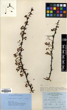 Type specimen at Edinburgh (E). Ludlow, Frank; Sherriff, George; Taylor, George: 3835. Barcode: E00327787.