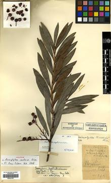 Type specimen at Edinburgh (E). Cavalerie, Pierre: 343. Barcode: E00327791.