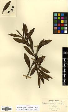 Type specimen at Edinburgh (E). Cavalerie, Pierre: 343. Barcode: E00327792.