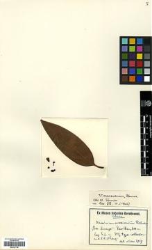 Type specimen at Edinburgh (E). Sin, S.S.: 399. Barcode: E00327794.