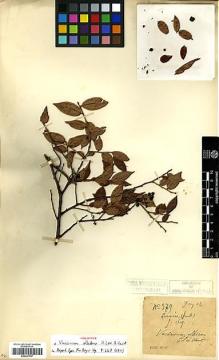 Type specimen at Edinburgh (E). Esquirol, Joseph: 379. Barcode: E00327797.