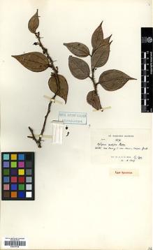 Type specimen at Edinburgh (E). Kerr, Arthur: 13272. Barcode: E00327798.