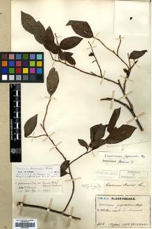 Type specimen at Edinburgh (E). Faurie, Urbain: 663. Barcode: E00327803.