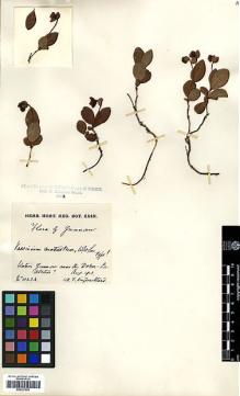 Type specimen at Edinburgh (E). Kingdon-Ward, Francis: 1023A. Barcode: E00327805.