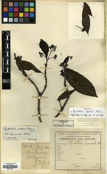 Type specimen at Edinburgh (E). Esquirol, Joseph: 119. Barcode: E00327809.