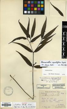 Type specimen at Edinburgh (E). Laborde, J.; Bodinier, Emile: 2109. Barcode: E00327815.