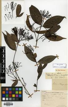 Type specimen at Edinburgh (E). Cavalerie, Pierre: 3496. Barcode: E00327820.