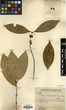 Type specimen at Edinburgh (E). Handel-Mazzetti, Heinrich: 11418. Barcode: E00327824.