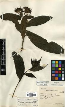 Type specimen at Edinburgh (E). Esquirol, Joseph: 3775. Barcode: E00327833.