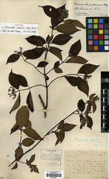 Type specimen at Edinburgh (E). Bodinier, Emile: 1159. Barcode: E00327837.