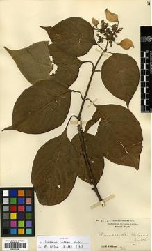Type specimen at Edinburgh (E). Wilson, Ernest: 3265. Barcode: E00327838.