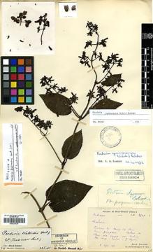 Type specimen at Edinburgh (E). Bodinier, Emile: 2501. Barcode: E00327839.