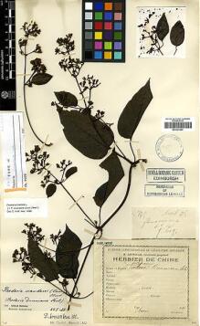 Type specimen at Edinburgh (E). Esquirol, Joseph: 775. Barcode: E00327844.