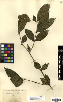 Type specimen at Edinburgh (E). Rabil Bunnag, Nai: 364. Barcode: E00327850.
