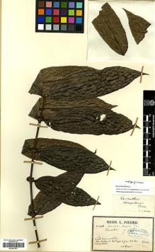 Type specimen at Edinburgh (E). Pierre, Jean: 1316. Barcode: E00327851.