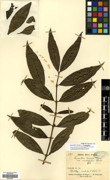 Type specimen at Edinburgh (E). Poilane, Eugene: 233. Barcode: E00327852.
