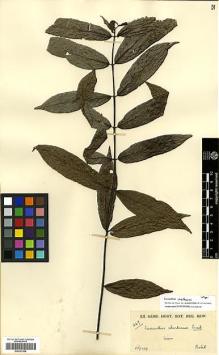 Type specimen at Edinburgh (E). Rabil Bunnag, Nai: 267. Barcode: E00327856.