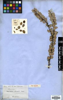 Type specimen at Edinburgh (E). Spruce, Richard: 6167. Barcode: E00327866.