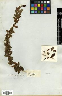 Type specimen at Edinburgh (E). Mathews, Andrew: 1466. Barcode: E00327867.