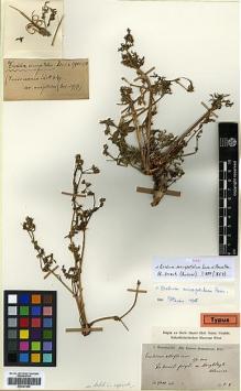 Type specimen at Edinburgh (E). Haussknecht, C.: . Barcode: E00327869.