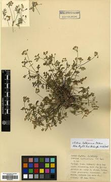 Type specimen at Edinburgh (E). Davis, Peter; Polunin, Oleg: 24319. Barcode: E00327871.