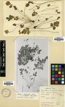 Type specimen at Edinburgh (E). Haradjian, Manoog: 3900. Barcode: E00327873.