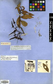 Type specimen at Edinburgh (E). Spruce, Richard: 5094. Barcode: E00327883.