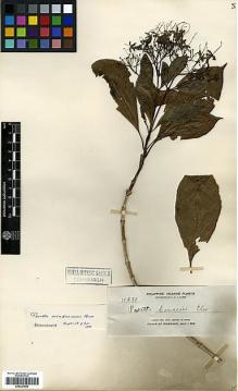 Type specimen at Edinburgh (E). Elmer, Adolph: 11233. Barcode: E00327890.