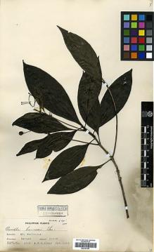 Type specimen at Edinburgh (E). Elmer, Adolph: 6788. Barcode: E00327891.