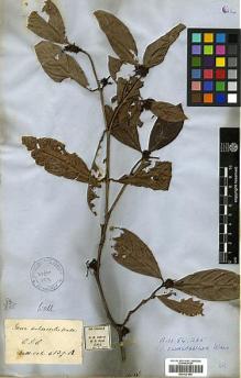 Type specimen at Edinburgh (E). Wallich, Nathaniel: 6139A. Barcode: E00327900.
