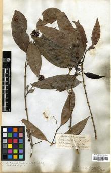 Type specimen at Edinburgh (E). Hooker, Joseph; Thomson, Thomas: . Barcode: E00327901.