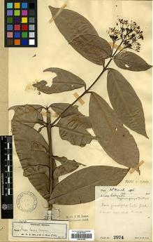 Type specimen at Edinburgh (E). Lace, John: 2974. Barcode: E00327902.