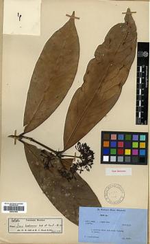 Type specimen at Edinburgh (E). Kingdon-Ward, Francis: 20551. Barcode: E00327904.