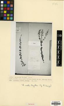 Type specimen at Edinburgh (E). Koenig, E.: . Barcode: E00327910.