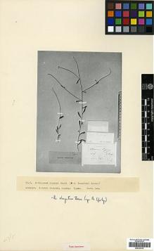 Type specimen at Edinburgh (E). Lipsky, W: . Barcode: E00327916.