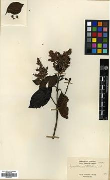 Type specimen at Edinburgh (E). Cavalerie, Pierre: 3297. Barcode: E00327917.