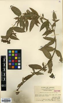 Type specimen at Edinburgh (E). Lau, S.: 452. Barcode: E00327919.