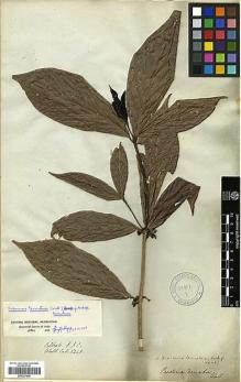 Type specimen at Edinburgh (E). Wallich, Nathaniel: 6248. Barcode: E00327920.