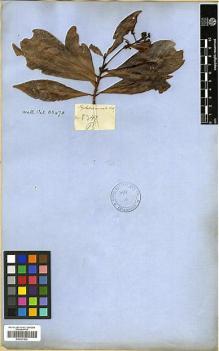 Type specimen at Edinburgh (E). Wallich, Nathaniel: 8347B. Barcode: E00327924.