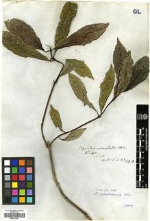 Type specimen at Edinburgh (E). Wallich, Nathaniel: 8349A. Barcode: E00327925.