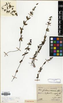 Type specimen at Edinburgh (E). Taquet, Emile: 4286. Barcode: E00327928.