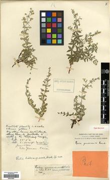 Type specimen at Edinburgh (E). Forrest, George: 2484. Barcode: E00327948.