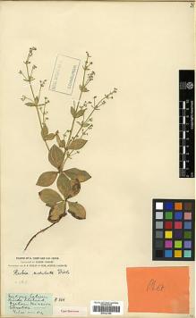 Type specimen at Edinburgh (E). Forrest, George: 368. Barcode: E00327950.