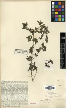 Type specimen at Edinburgh (E). Kerr, Arthur: 3680. Barcode: E00327957.