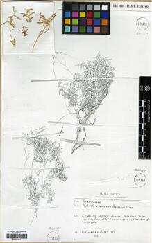 Type specimen at Edinburgh (E). Pesmen, Hasan; Güner, Adil: 1716. Barcode: E00327961.