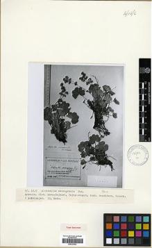 Type specimen at Edinburgh (E). Grossheim, Alexander: . Barcode: E00327962.