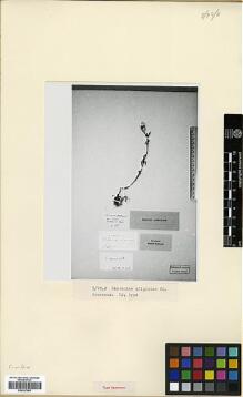 Type specimen at Edinburgh (E). : . Barcode: E00327965.