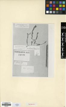 Type specimen at Edinburgh (E). Aucher-Eloy, Pierre: 263. Barcode: E00327976.