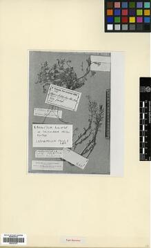 Type specimen at Edinburgh (E). Sintenis, Paul: 4027. Barcode: E00327977.